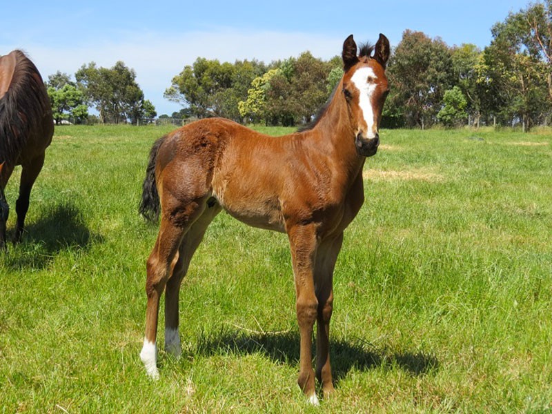 LD-x-Brief-Image-bc-19d