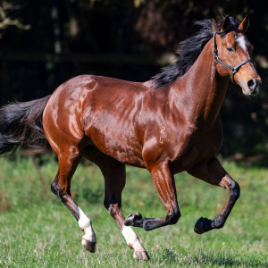Frankel-My-Dear-Running-2-web