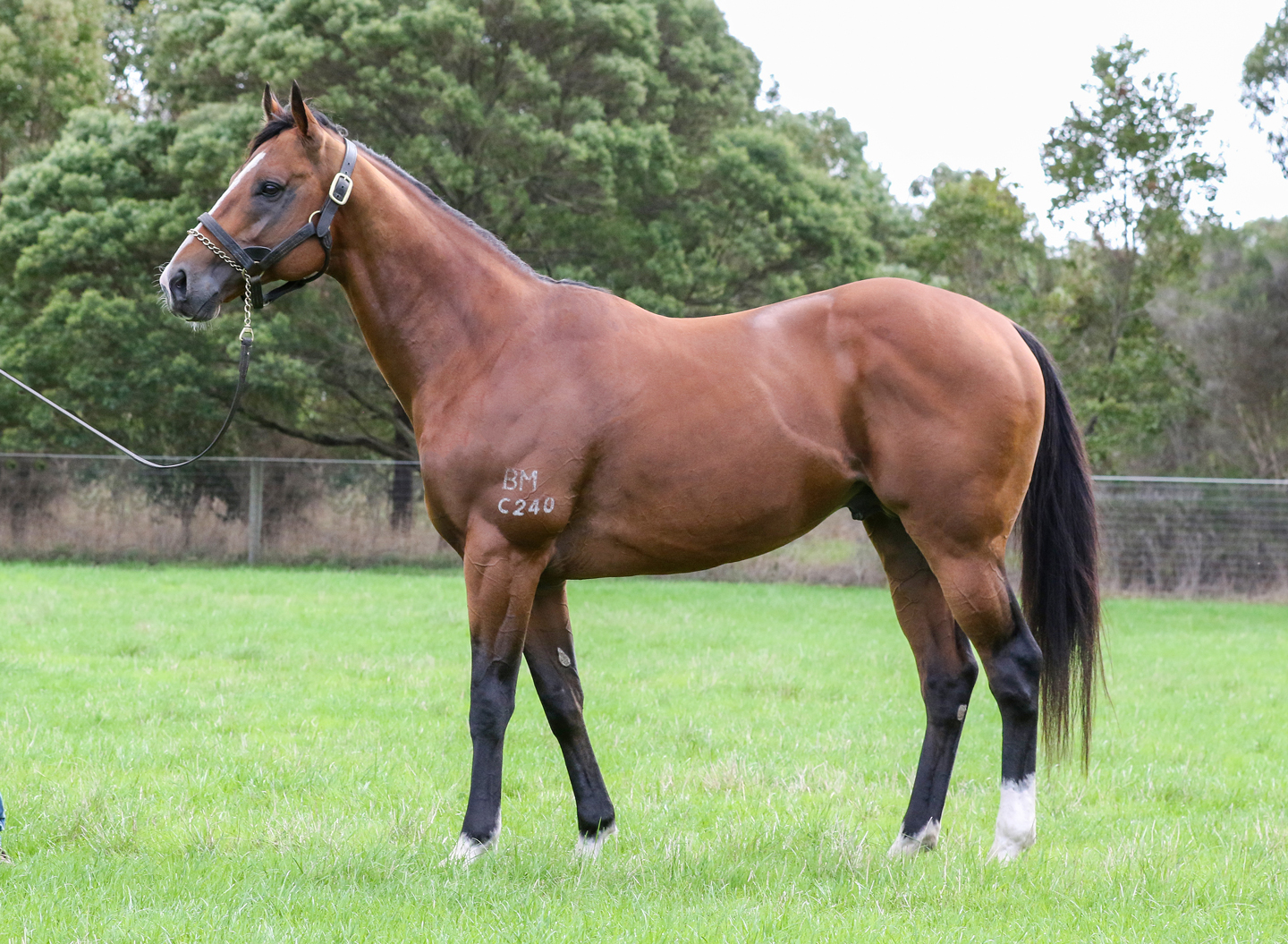 Ka Ying Master Confirmation