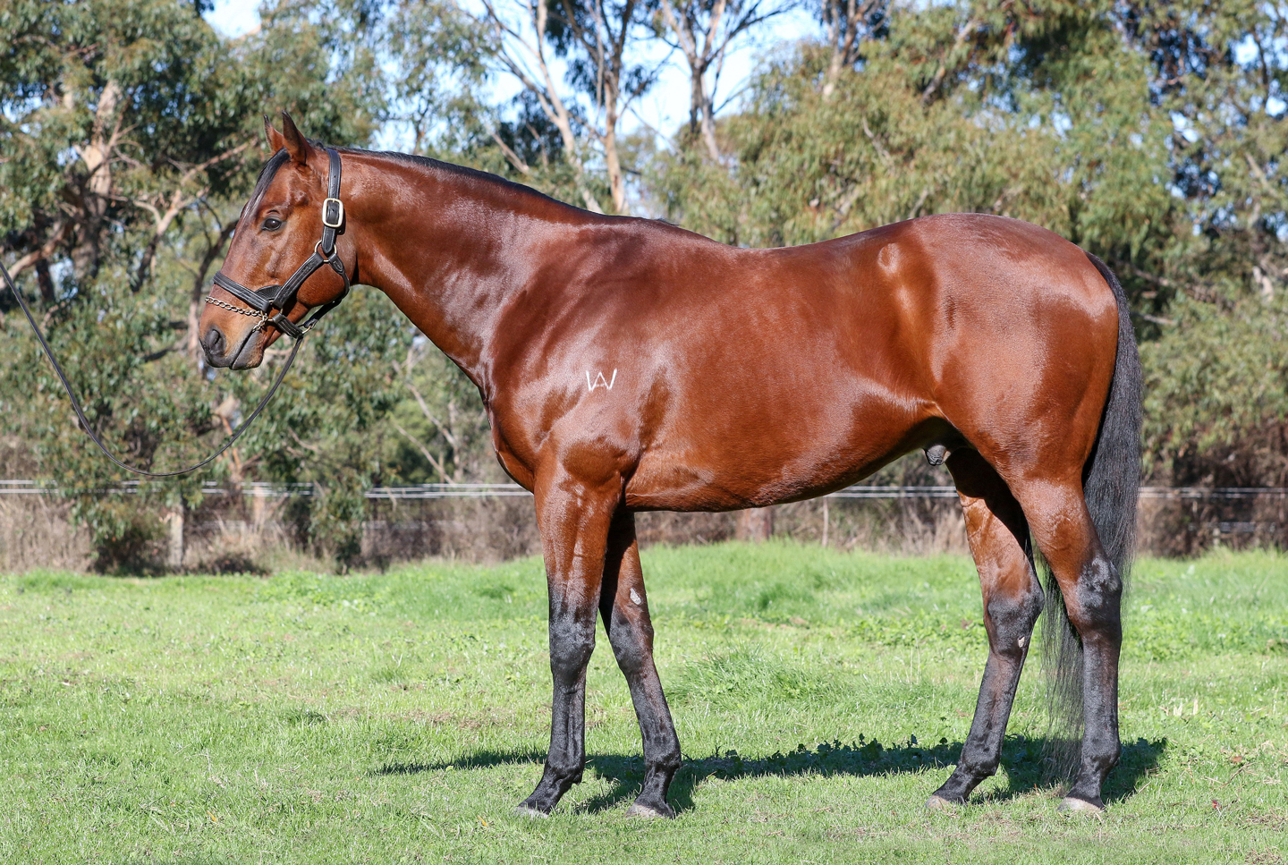 Soul Patch Confirmation